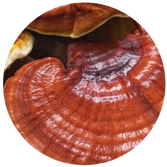 reishi mushroom